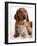 British Kitten  and Dog Dachshund-Lilun-Framed Photographic Print