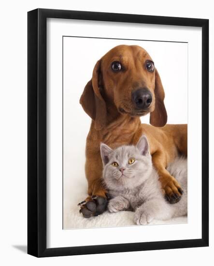 British Kitten  and Dog Dachshund-Lilun-Framed Photographic Print