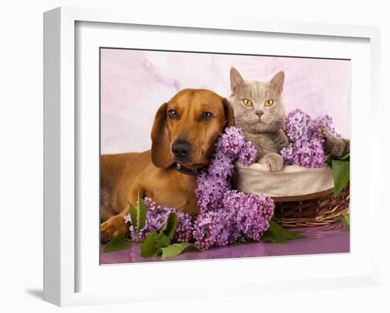 British Kitten Rare Color (Lilac) And Puppy Red Dachshund, Cat And Dog-Lilun-Framed Photographic Print