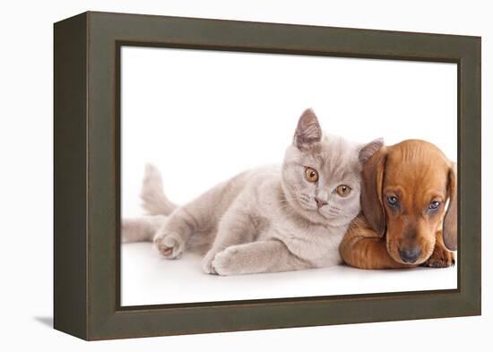 British Kitten Rare Color (Lilac) and Puppy Red Dachshund-Lilun-Framed Premier Image Canvas