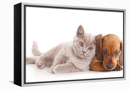 British Kitten Rare Color (Lilac) and Puppy Red Dachshund-Lilun-Framed Premier Image Canvas