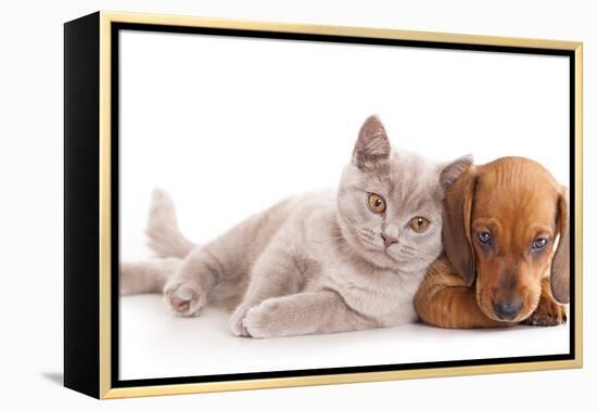 British Kitten Rare Color (Lilac) and Puppy Red Dachshund-Lilun-Framed Premier Image Canvas