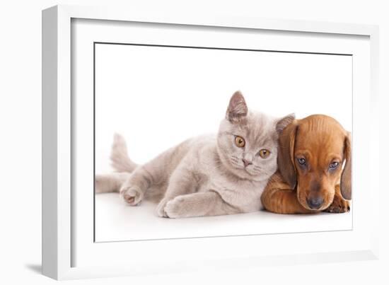 British Kitten Rare Color (Lilac) and Puppy Red Dachshund-Lilun-Framed Photographic Print