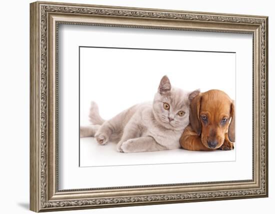 British Kitten Rare Color (Lilac) and Puppy Red Dachshund-Lilun-Framed Photographic Print