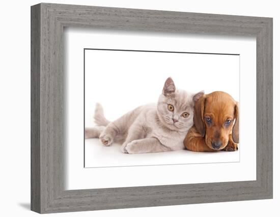 British Kitten Rare Color (Lilac) and Puppy Red Dachshund-Lilun-Framed Photographic Print