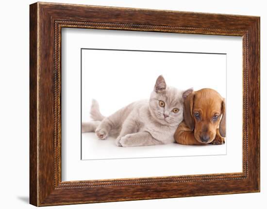 British Kitten Rare Color (Lilac) and Puppy Red Dachshund-Lilun-Framed Photographic Print