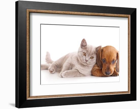 British Kitten Rare Color (Lilac) and Puppy Red Dachshund-Lilun-Framed Photographic Print