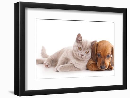British Kitten Rare Color (Lilac) and Puppy Red Dachshund-Lilun-Framed Photographic Print