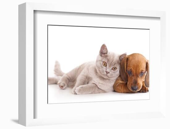 British Kitten Rare Color (Lilac) and Puppy Red Dachshund-Lilun-Framed Photographic Print