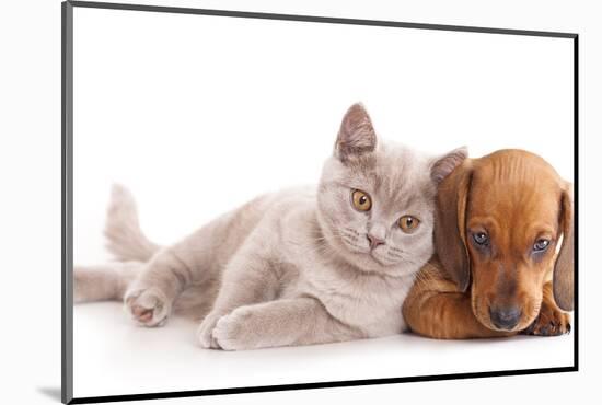 British Kitten Rare Color (Lilac) and Puppy Red Dachshund-Lilun-Mounted Photographic Print