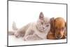 British Kitten Rare Color (Lilac) and Puppy Red Dachshund-Lilun-Mounted Photographic Print