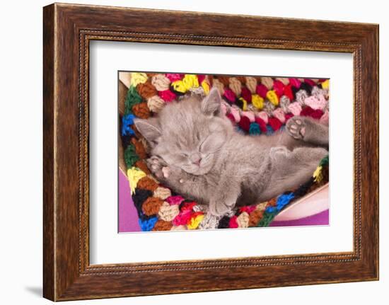 British Kitten Rare Color (Lilac) Sleeping-Lilun-Framed Photographic Print