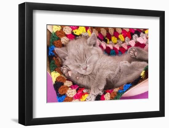 British Kitten Rare Color (Lilac) Sleeping-Lilun-Framed Photographic Print