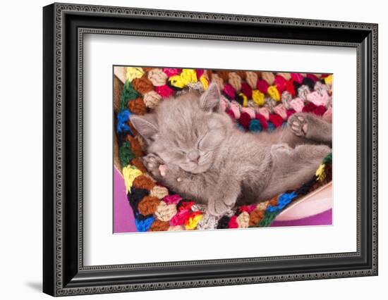 British Kitten Rare Color (Lilac) Sleeping-Lilun-Framed Photographic Print