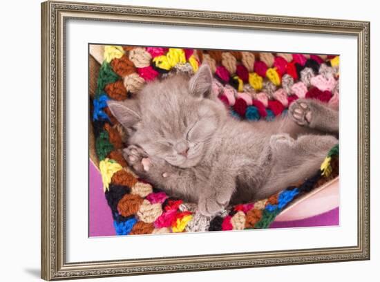 British Kitten Rare Color (Lilac) Sleeping-Lilun-Framed Photographic Print