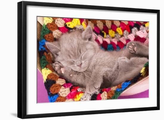 British Kitten Rare Color (Lilac) Sleeping-Lilun-Framed Photographic Print