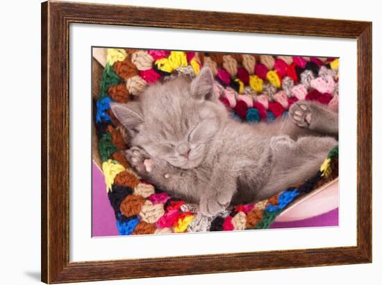 British Kitten Rare Color (Lilac) Sleeping-Lilun-Framed Photographic Print