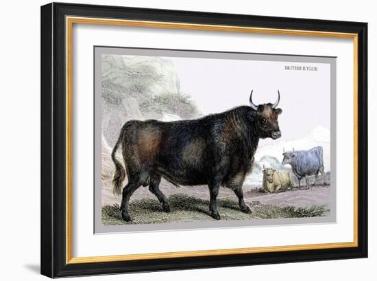 British Kyloe-John Stewart-Framed Art Print