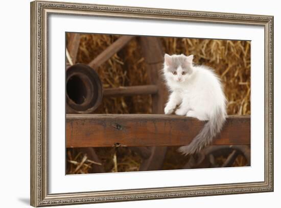 British Longhair, Kitten With Blue-Van Colouration Age 10 Weeks In Barn With Straw-Petra Wegner-Framed Photographic Print