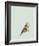 British Museum-Jenny Capon-Framed Giclee Print