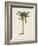 British Palms III-Naomi McCavitt-Framed Art Print