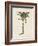 British Palms III-Naomi McCavitt-Framed Art Print