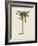 British Palms III-Naomi McCavitt-Framed Art Print