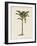 British Palms III-Naomi McCavitt-Framed Art Print