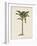 British Palms III-Naomi McCavitt-Framed Art Print