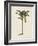 British Palms III-Naomi McCavitt-Framed Art Print