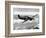 British RAF Hawker Hurricane-null-Framed Photographic Print