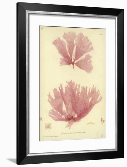 British Sea-Weed-null-Framed Giclee Print