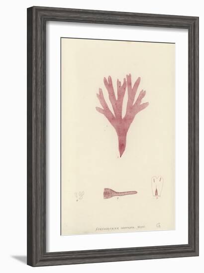 British Sea-Weed-null-Framed Giclee Print