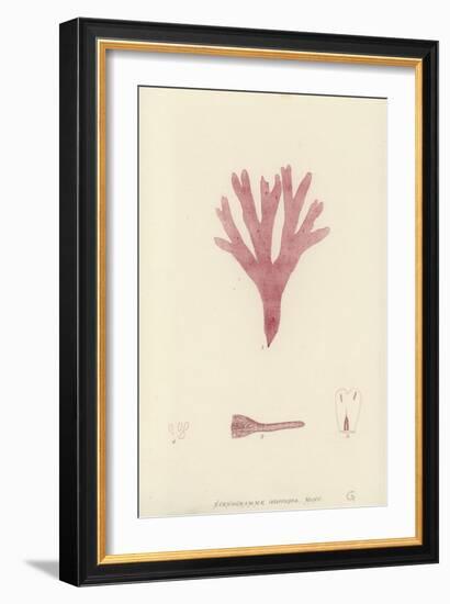 British Sea-Weed-null-Framed Giclee Print