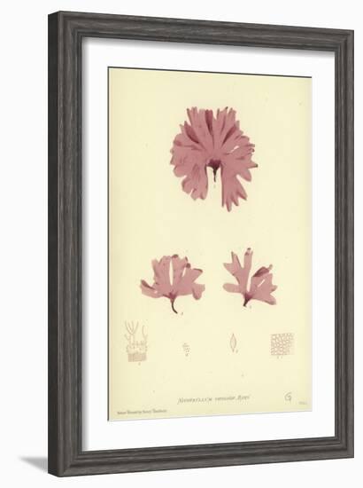 British Sea-Weed-null-Framed Giclee Print