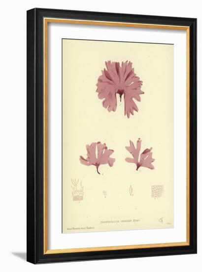 British Sea-Weed-null-Framed Giclee Print