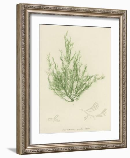 British Sea-Weed-null-Framed Giclee Print