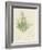 British Sea-Weed-null-Framed Giclee Print