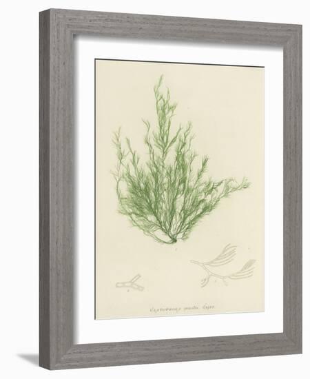 British Sea-Weed-null-Framed Giclee Print