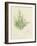 British Sea-Weed-null-Framed Giclee Print