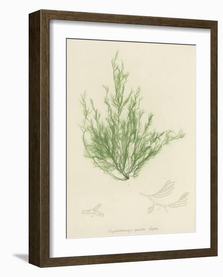 British Sea-Weed-null-Framed Giclee Print