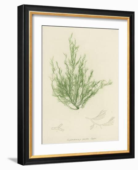 British Sea-Weed-null-Framed Giclee Print