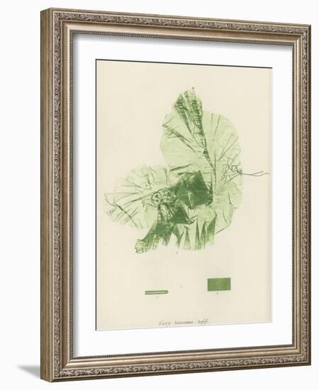 British Sea-Weed-null-Framed Giclee Print