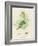 British Sea-Weed-null-Framed Giclee Print