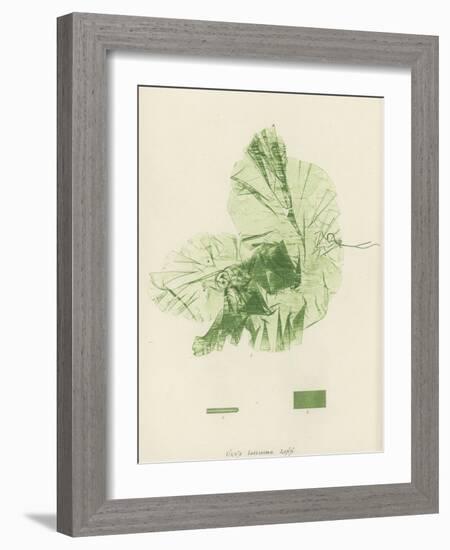 British Sea-Weed-null-Framed Giclee Print