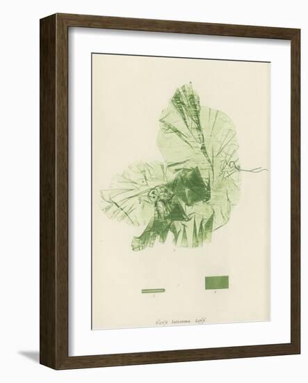 British Sea-Weed-null-Framed Giclee Print