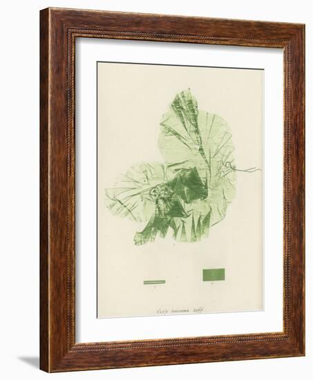 British Sea-Weed-null-Framed Giclee Print