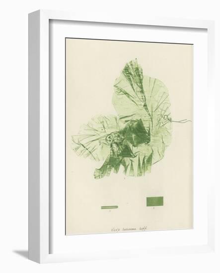 British Sea-Weed-null-Framed Giclee Print