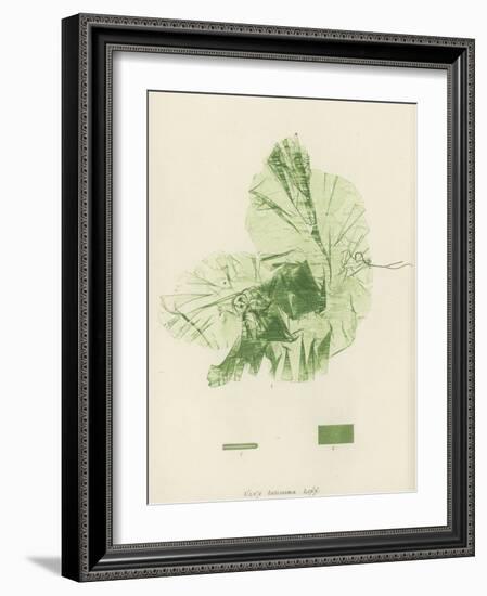 British Sea-Weed-null-Framed Giclee Print