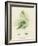 British Sea-Weed-null-Framed Giclee Print